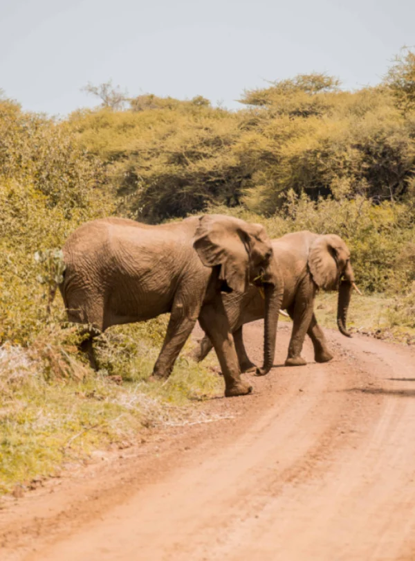 18 Days Tanzania Safari + Zanzibar vacation [Suitable to include the Wildebeest Migration]