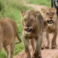 10 Days Luxury Honeymoon Safari 2 BG 85x85