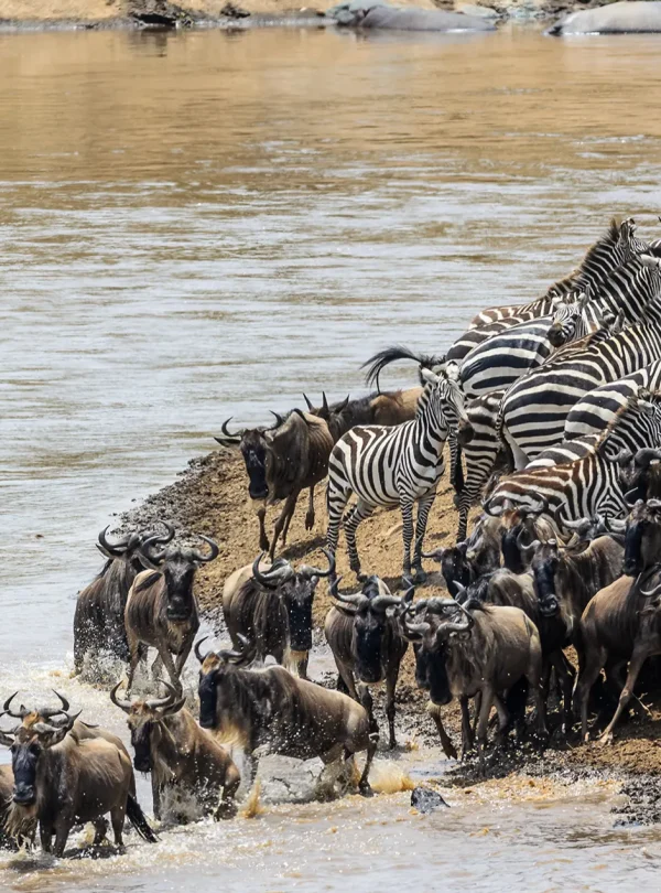 4 Days Wildebeest Calving Safari