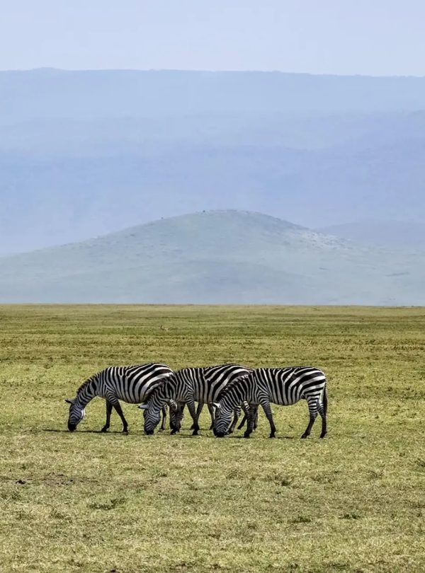 ngorongoro111